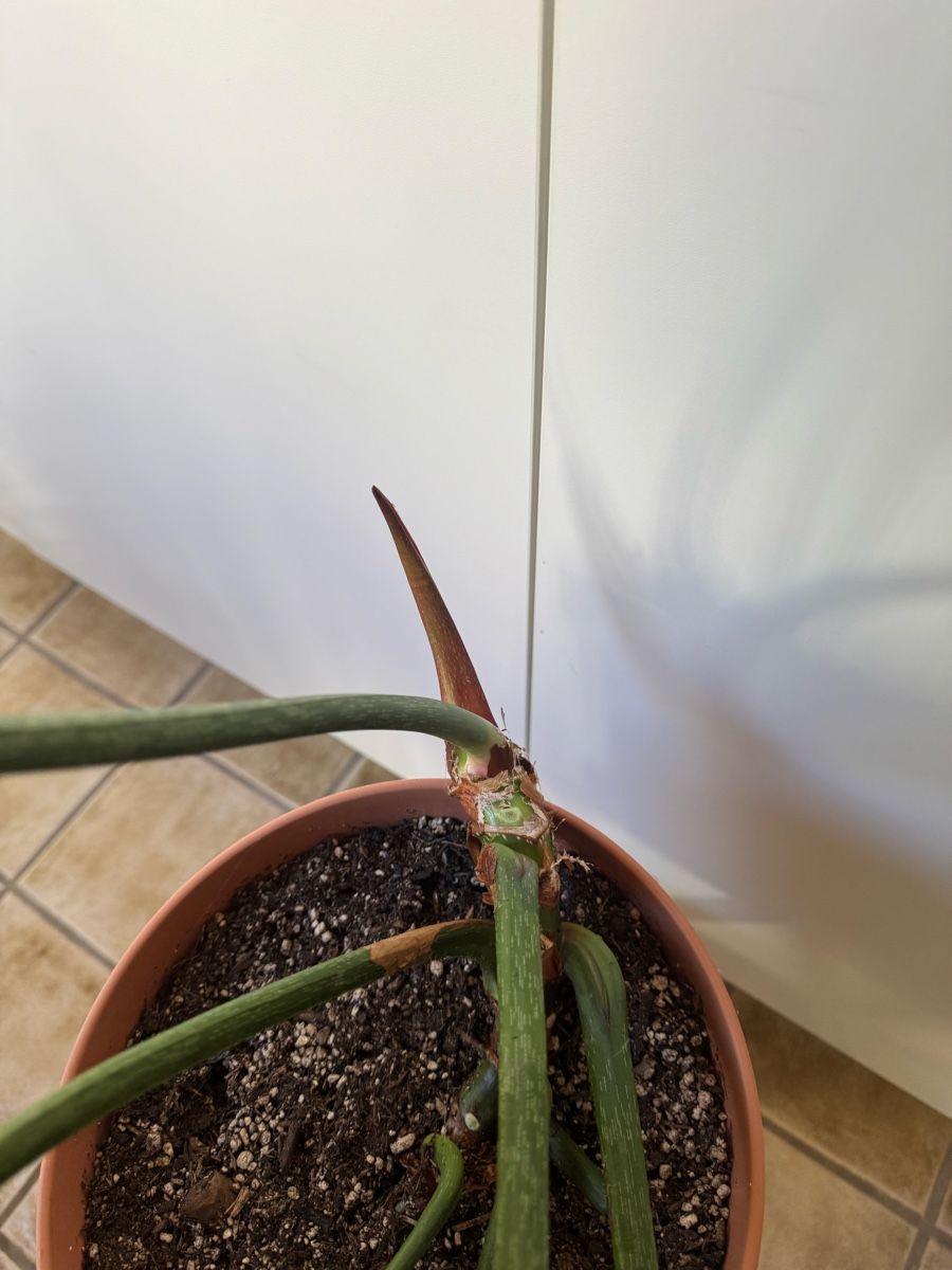 Piante & sementi: Philodendron Gloriosum  – Usato da Sugiez venduto da fabandy16 2