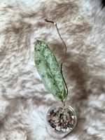 Hoya mitrata silver 🦄✨