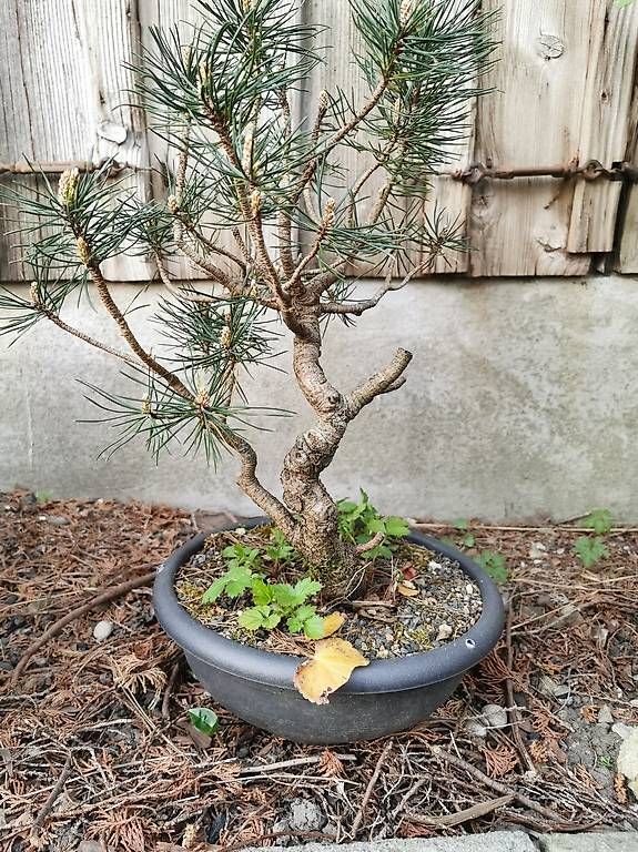Piante & sementi: Bonsai Yamadori – Usato da Däniken SO venduto da Shark770 3