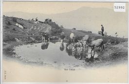 Sur l'Alpe - Kühe vaches