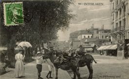 Interlaken  BE  -  Maultier / Höheweg & Höhestrasse  um 1910