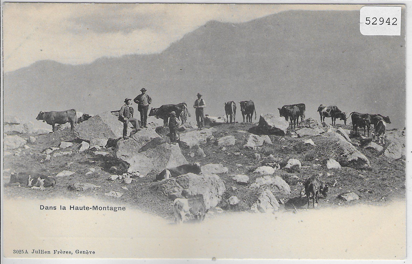 Cartoline postali: Dans la Haut-Montagne - Kuhherde, vaches – Usato da Ettingen venduto da Kartenplanet