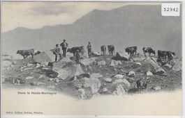Dans la Haut-Montagne - Kuhherde, vaches