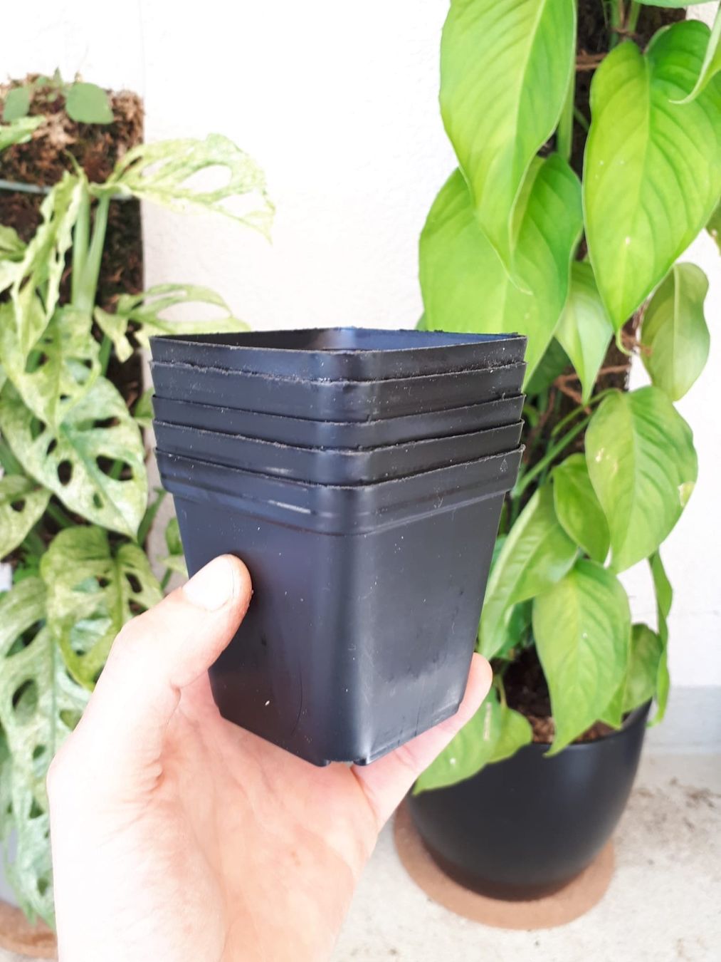Vasi per fiori: 5 Stk Anzuchttöpfe, eckig, 7cm – Nuovo (secondo la descrizione) da Brittnau venduto da Freaks-of-Nature