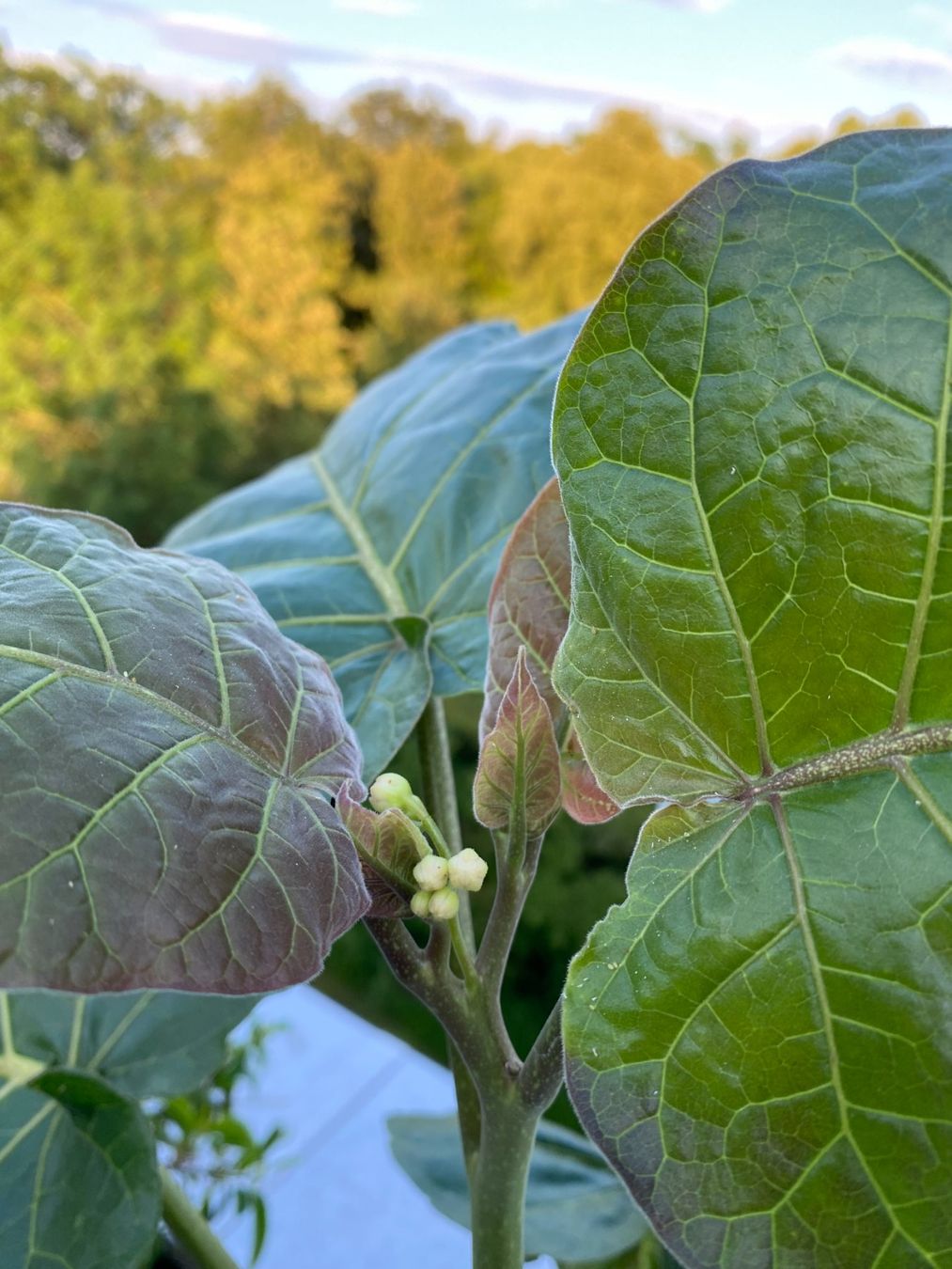 Pflanzen & Samen: Tamarillo Baumtomate ca. 60 cm mit Blüten – Gebraucht aus Emmen von ASFM64 2