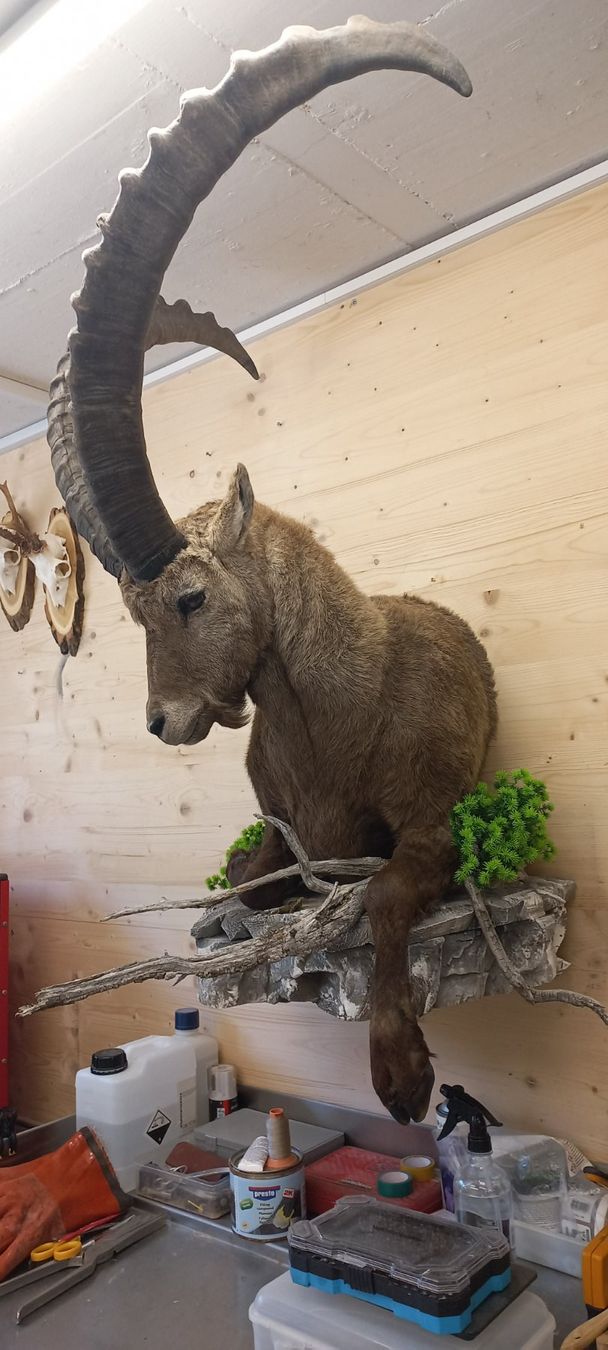Welt der Tiere: Steinbock – Neu (gemäss Beschreibung) aus Mollis von Resel1985 1