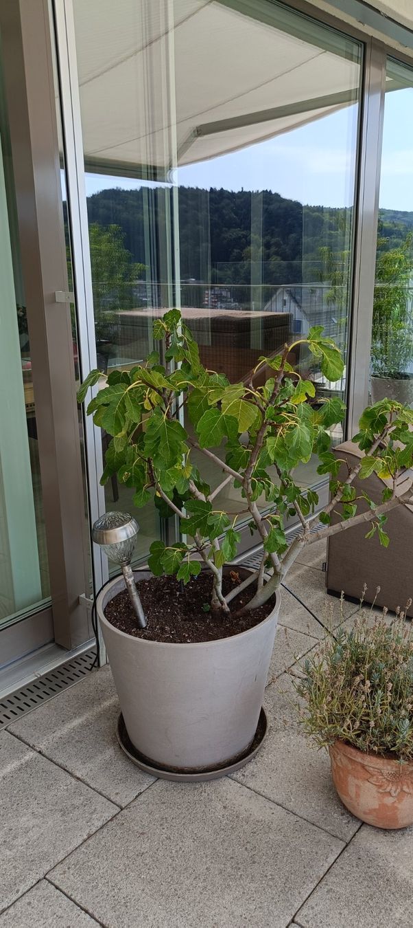 Piante & sementi: Feigenbaum – Usato da Winterthur venduto da ninoemi01
