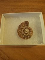 Ammonit Fossil in Geschenkbox guter Zustand
