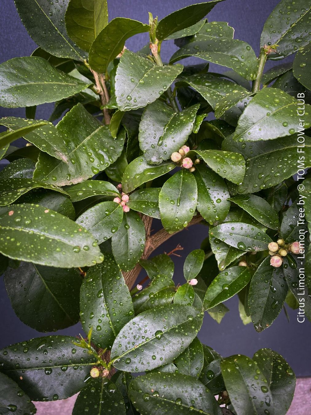 Piante & sementi: Citrus Limon - Zitronenbaum - rund 70cm Bäumchen – Nuovo e nell'imballaggio originale da Adliswil venduto da astom369 5