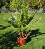 Washington robusta Palme