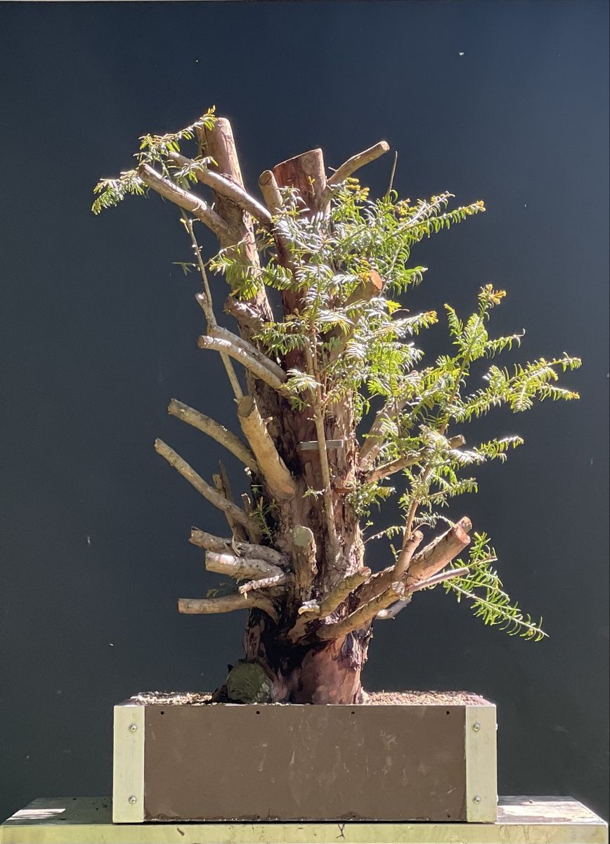 Piante & sementi: Bonsai Yamadori Rohling Eibe – Usato da Steckborn venduto da ben_gz56