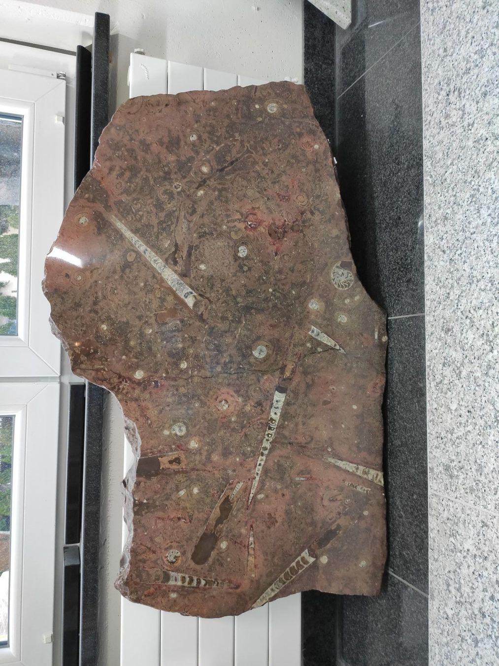 Sculture & Statue: Wandrelief Fossilien – Usato da Hittnau venduto da eggihittnau 1