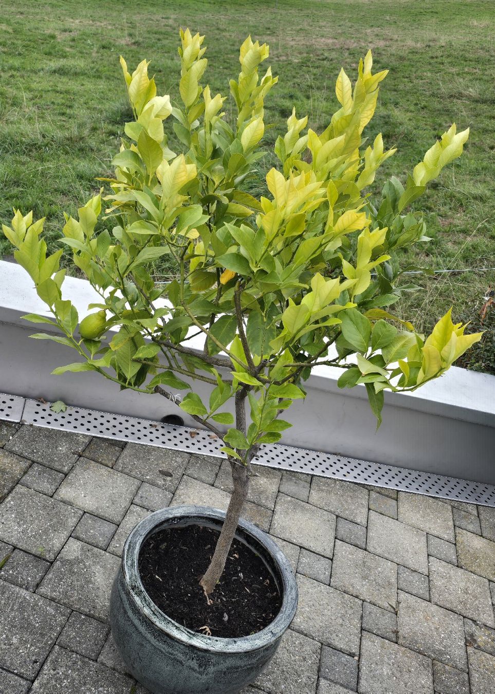 Pflanzen & Samen: Zitronenbaum im Keramiktopf mit einer Zitrone !!!!! – Gebraucht aus Walkringen von Vanuca 3