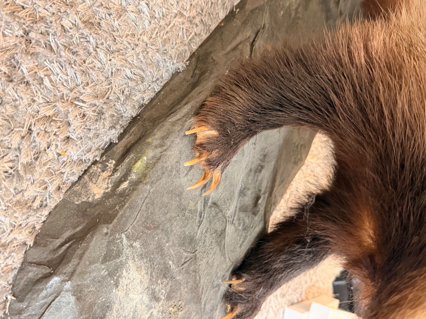 Il mondo degli animali: präparierter dachs neu – Usato da Greifensee venduto da Froschkoenig09 2