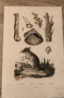 Gravure ancienne - Mammifère et coquillages