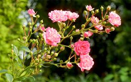 STRAUCHROSEN - ROSE - BUSCHROSE - ROSEN - ROSAROT/ROSA