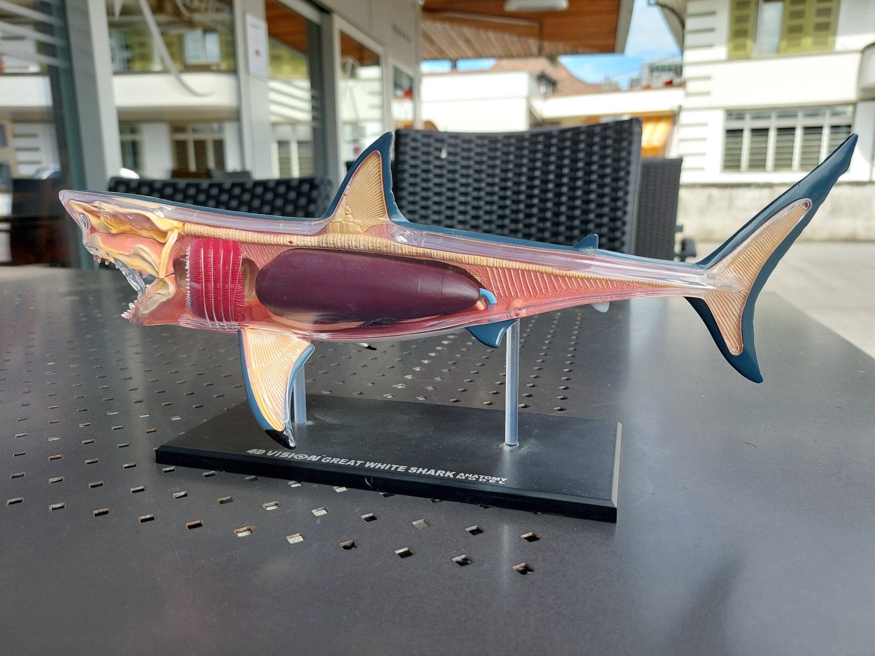 Modellbausätze & Standmodelle: 4D VISION - GREAT WHITE SHARK - ANATOMY MODEL – Gebraucht aus Spiegel b. Bern von  3