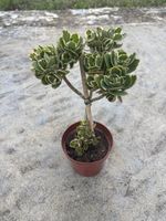 Plante/Kalanchoé – belle plante décorative