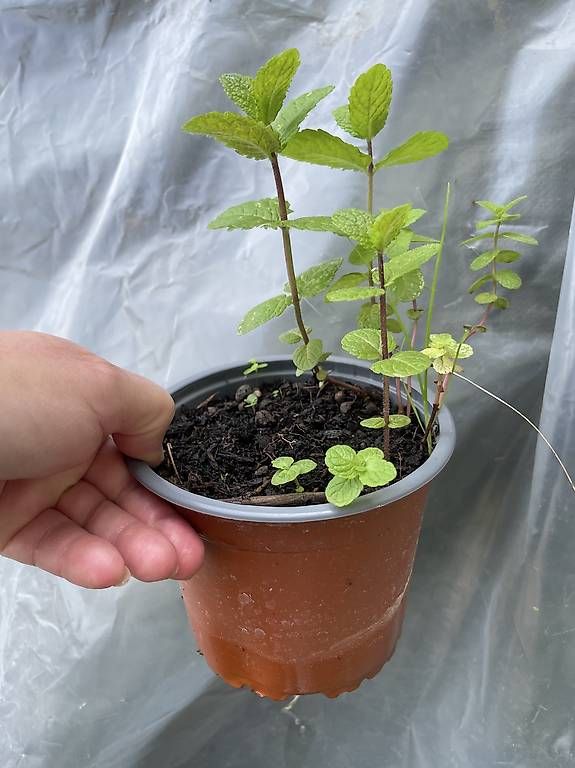 Piante & sementi: Chrüseli Minze Pflanze – Nuovo e nell'imballaggio originale da Nidau venduto da Beritundpan 1
