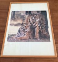 Bilderrahmen Holz (51.50 x 36 cm) TIGER Sibirische Tiger