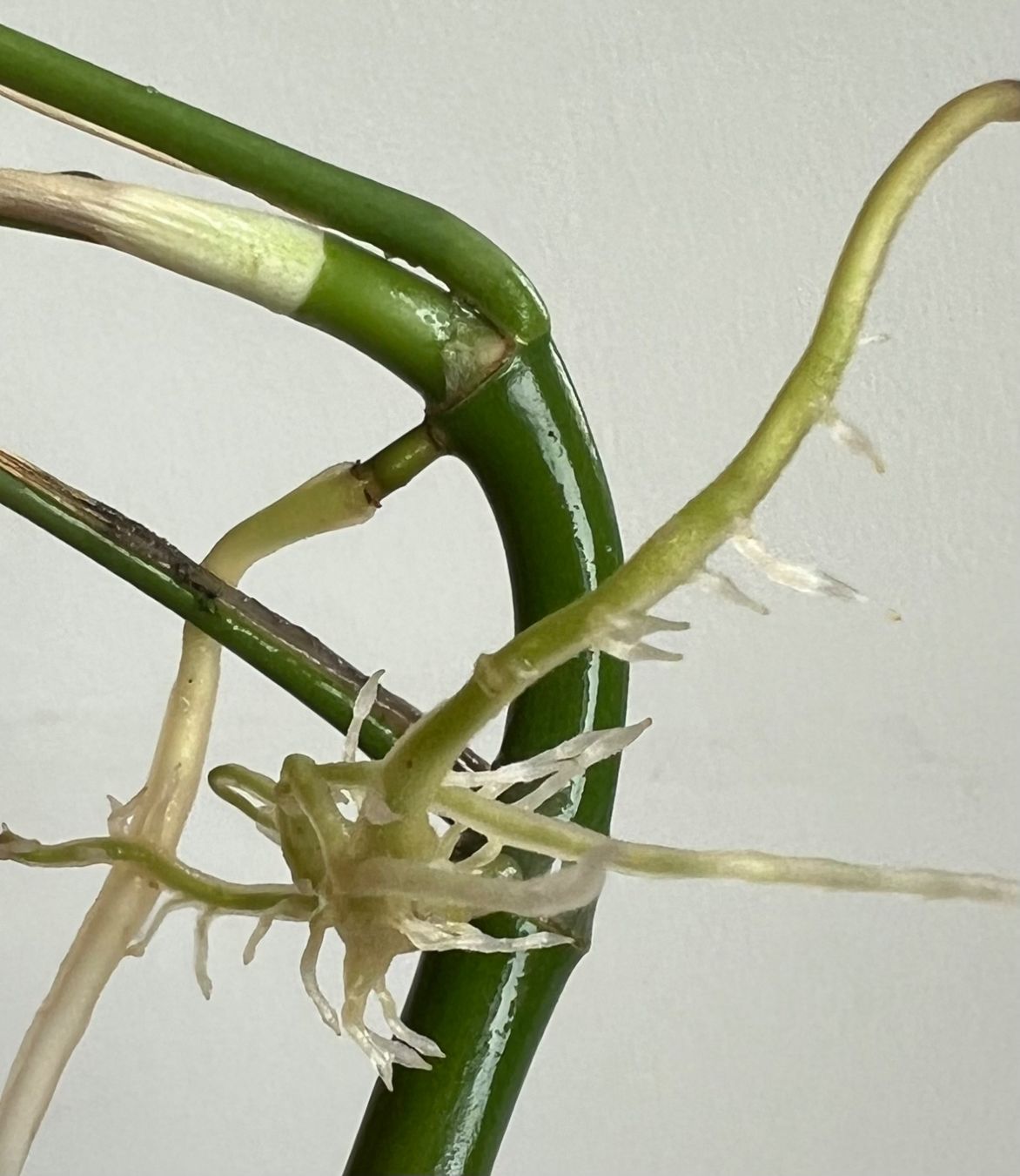 Piante & sementi: Monstera minima Kopfsteckling🔥 – Usato da Glattpark(Opfikon) venduto da ste_n99y 2