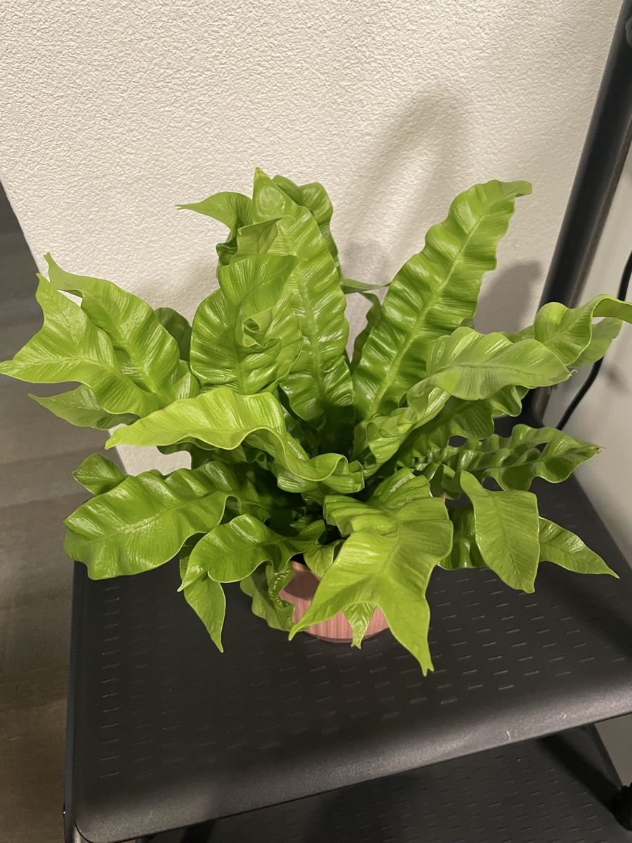 Piante & sementi: Asplenium nidus, cute plant with pot – Usato da Uster venduto da momogarden 2