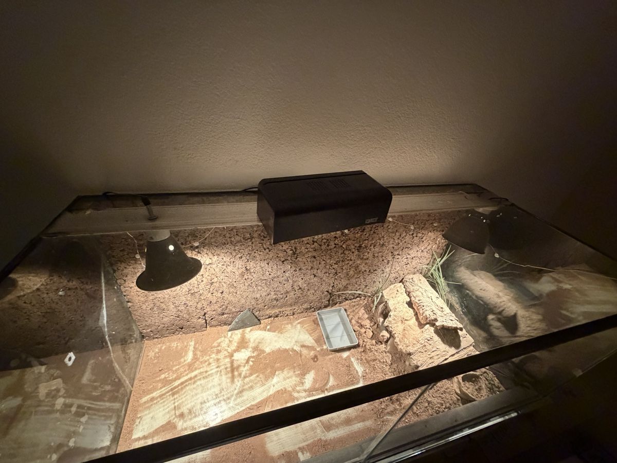 Terrario: Terrarium – Usato da Urtenen-Schönbühl venduto da Hattrick3 4