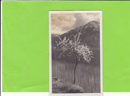 Frühling am Zugersee