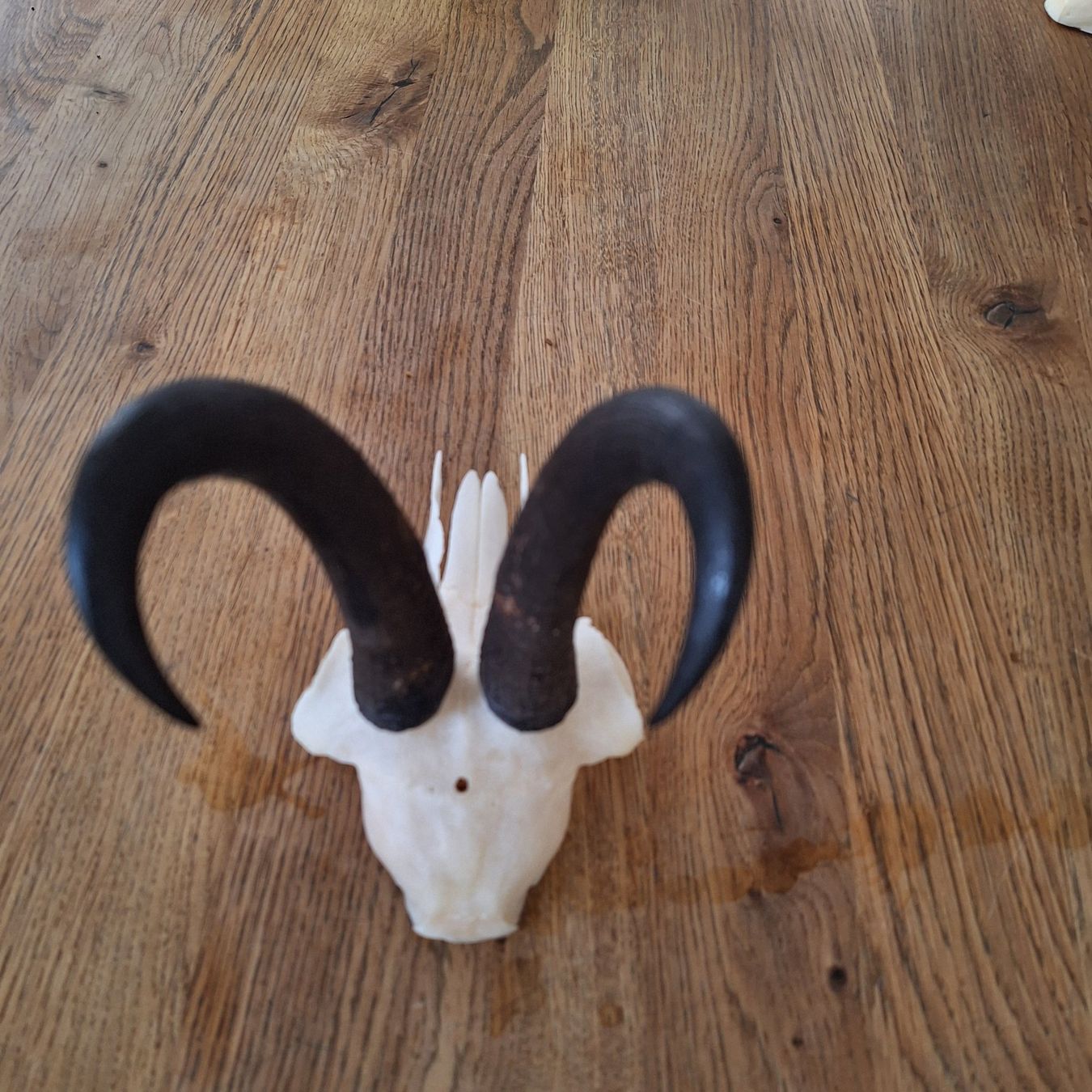 Altre raccolte & rarità: Krickel Gämsch Bock – Nuovo (secondo la descrizione) da Altdorf UR venduto da aswe 2