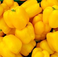 Ab 5.- fr 20 Samen Susse Paprika GELB‪‪‪‪ 10 GRAINES