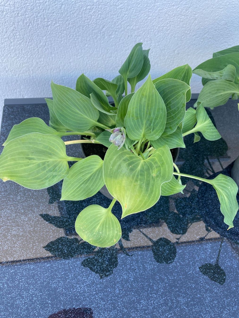 Piante & sementi: Hosta – Nuovo (secondo la descrizione) da Zollikofen venduto da schildi13 1