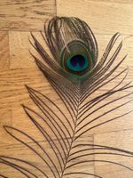 Grosse schöne Pfauenfeder 🦚