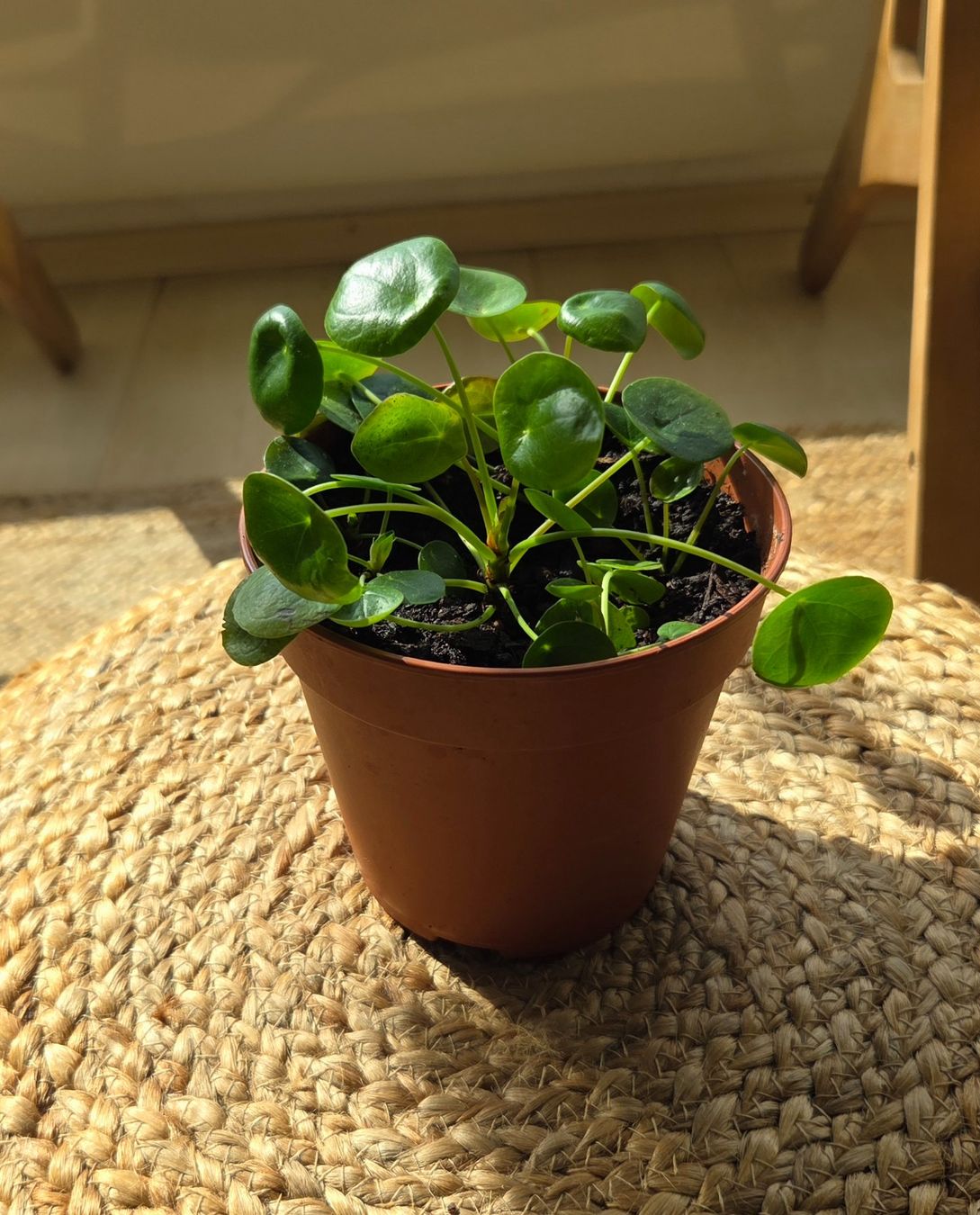 Pflanzen & Samen: Kleine Pilea peperomioides – Gebraucht aus Zürich von wile_coyote