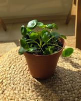Kleine Pilea peperomioides