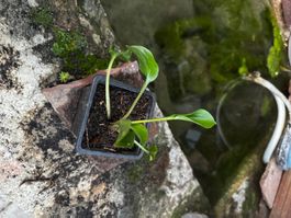 Hosta Plug Nickel