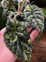 Alocasia Sinuata Aurea Variegata rhizome 🪴🌱