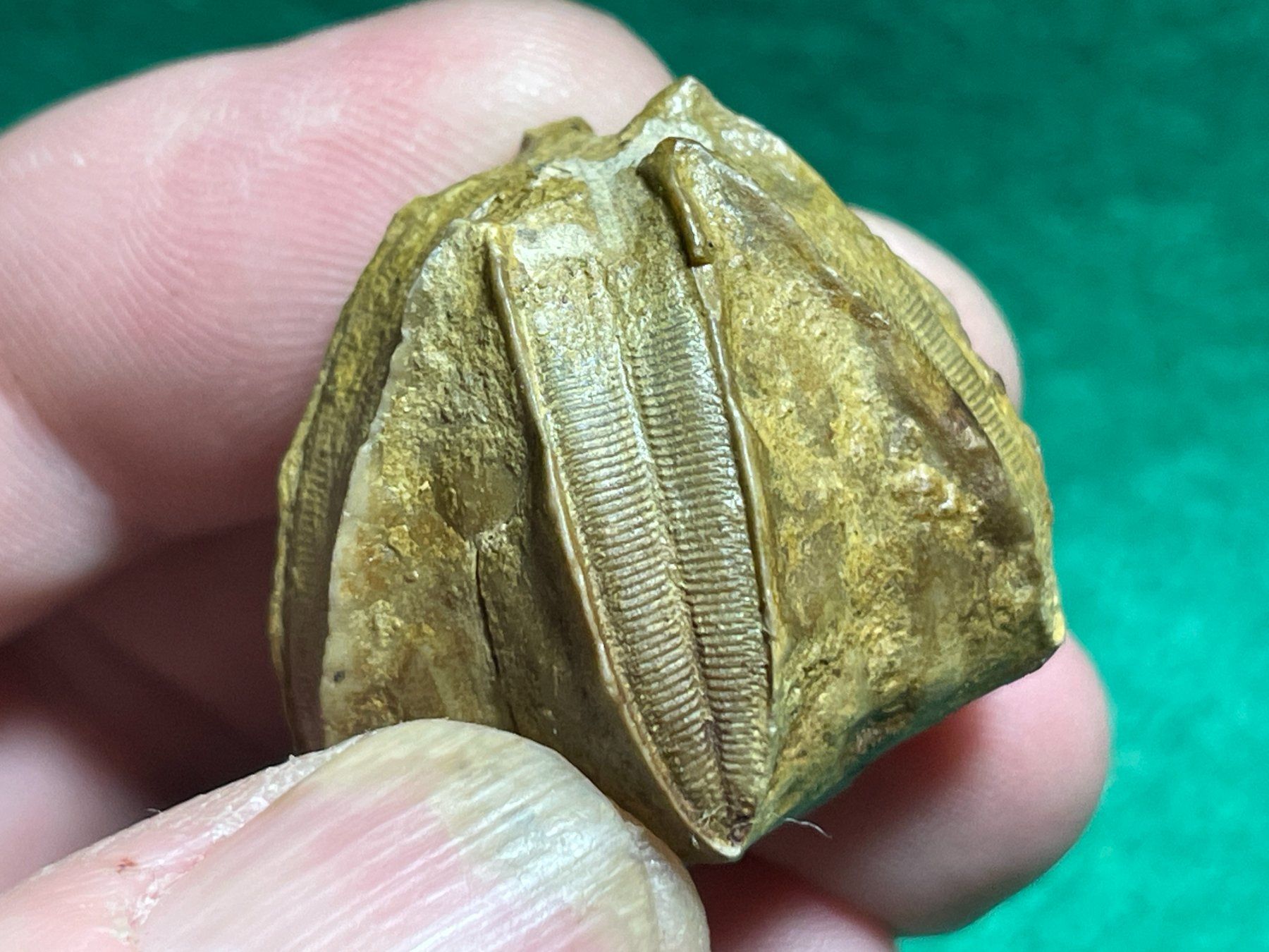 Fossili: Beau fossile de PENTREMITE – Nuovo (secondo la descrizione) da Cernier venduto da Tashi_Delek