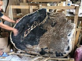 Tisch Fossil Stein Versteinertes Holz Couchtisch Fossiltisch