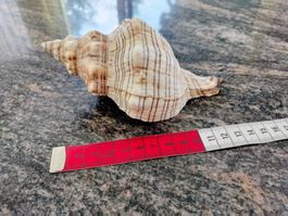 Coquillage (Meeresschnecke)  Fasciolaire (Conque Renard) -