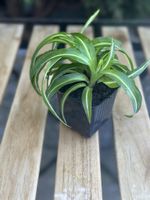 Chlorophytum Comosum 'Bonnie' Spider Plant in Pot