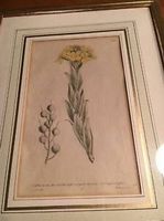 3 Originalblumenstiche W. Curtis,  datiert und signiert