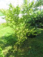 Auktion 🤩1x Ahorn Pflanze Bild 1- Baum Strauch Sichtschutz