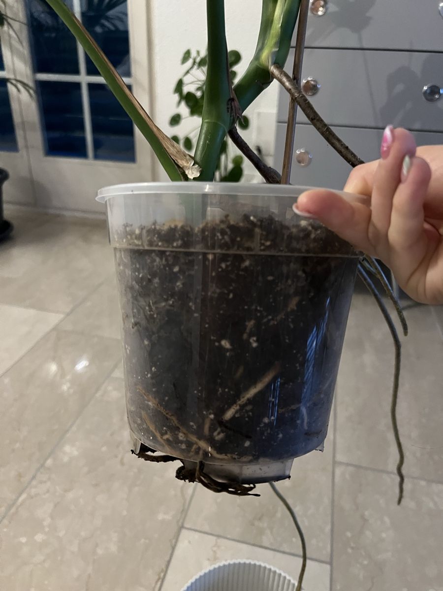 Piante & sementi: Monstera Deliciosa – Usato da Reinach AG venduto da Manuel63637 3