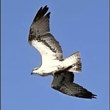 Profile image of Jahn_10