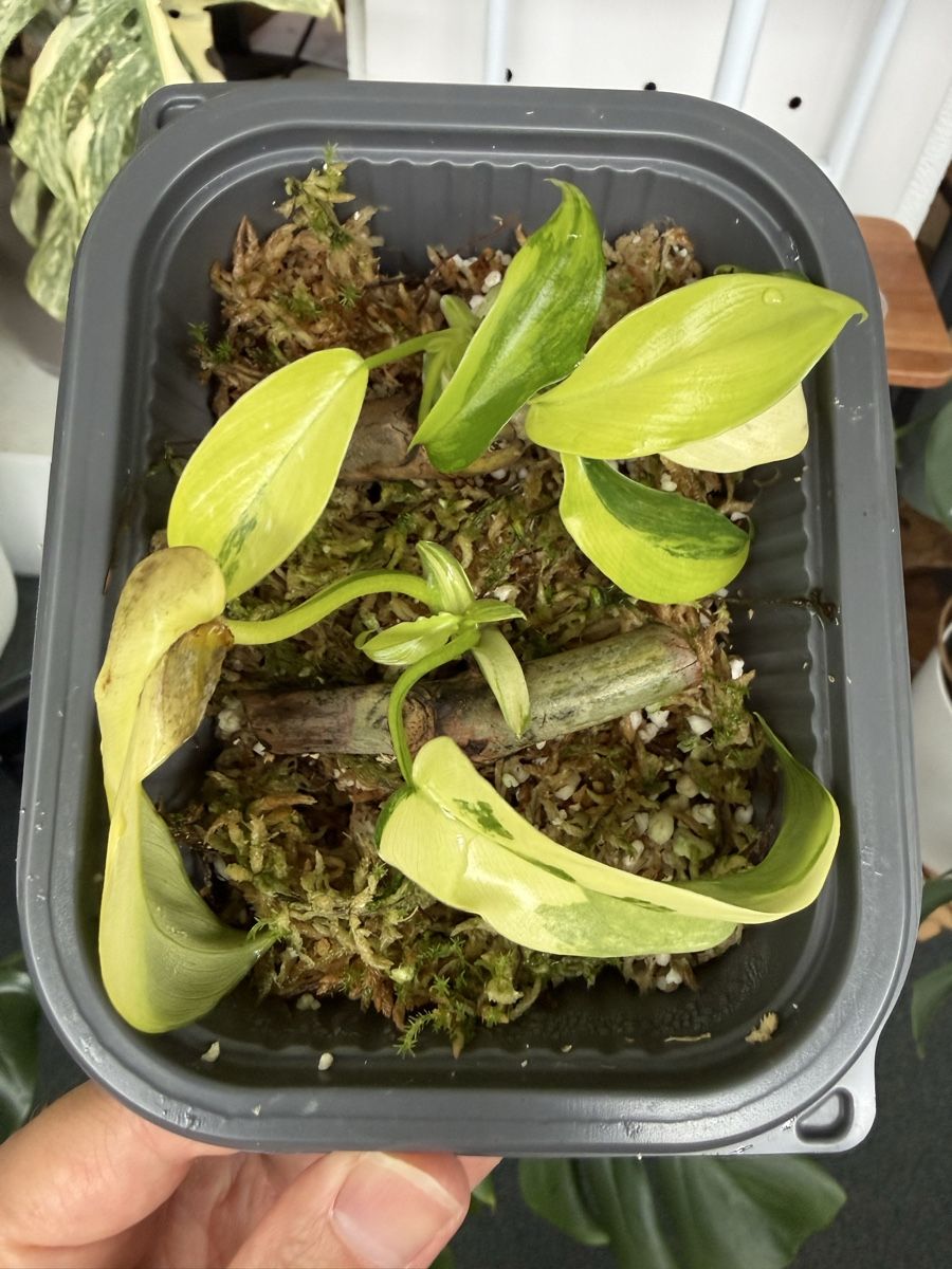 Piante & sementi: Philodendron Florida Beauty  – Usato da Morlon venduto da lucius.greenery 1