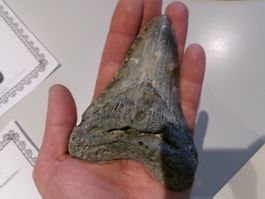StarRecordsGmbH: Megalodon-Zahn / 11,2 cm / mit Zertifikat