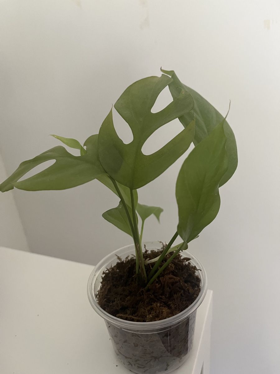 Piante & sementi: Mini Monstera ( R. tetrasperma)  – Usato da geroldswil venduto da Ahornblatt70 1