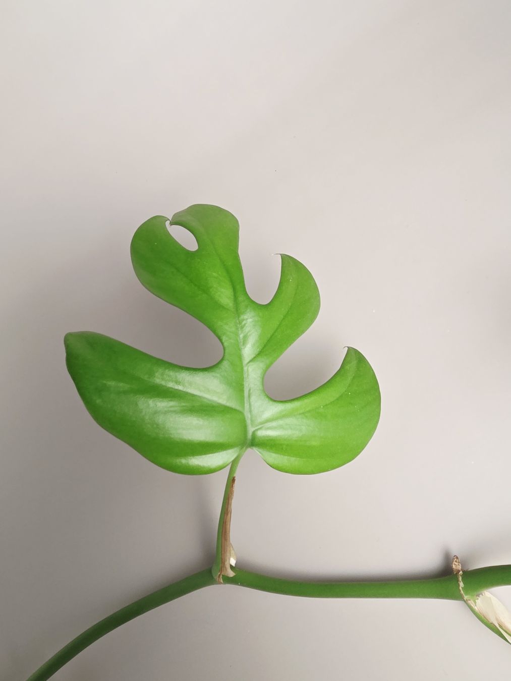 Pflanzen & Samen: Rhaphidophora Tetrasperma / Monstera minima Steckling – Neu (gemäss Beschreibung) aus Gerolfingen von Azora 1