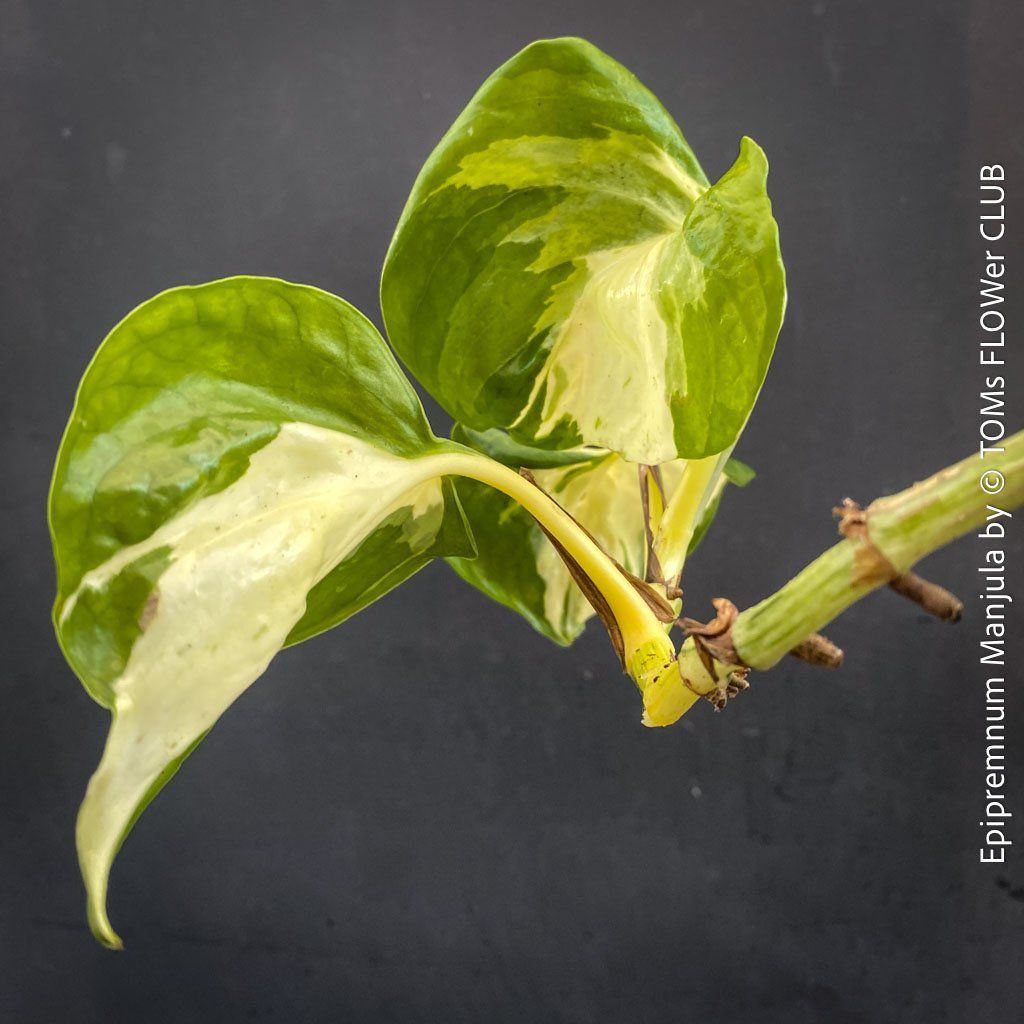Piante & sementi: Epipremnum Manjula - sie wird Dich verzaubern... 100% Bio – Nuovo e nell'imballaggio originale da Adliswil venduto da astom369 7