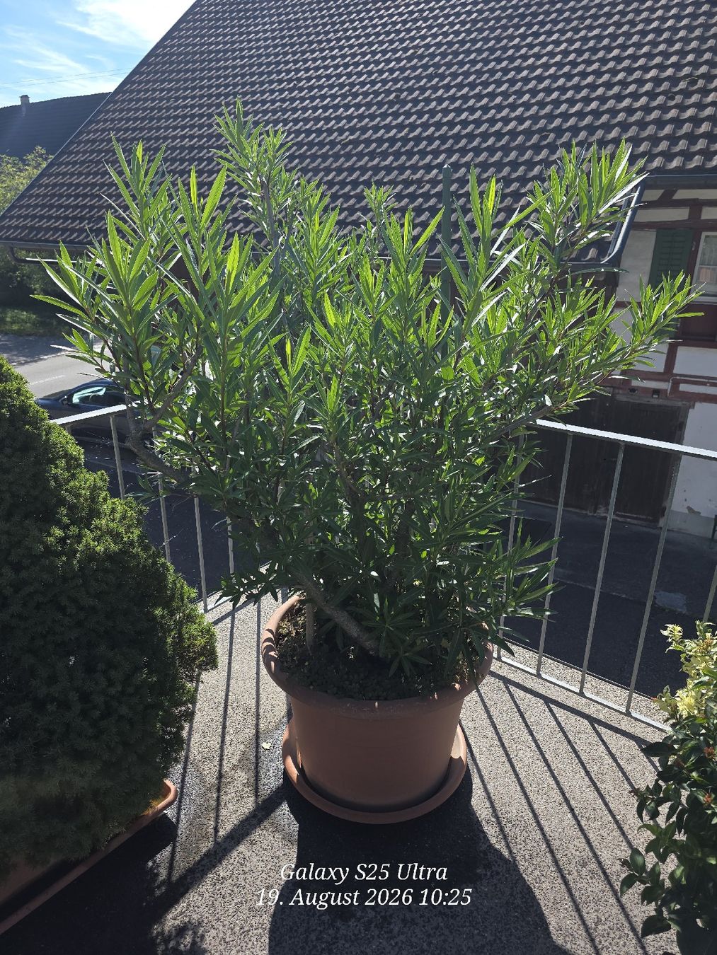 Plantes & graines: Sehr Käfiger Oleander – D'occasion à Sonterswil par 1234ralf